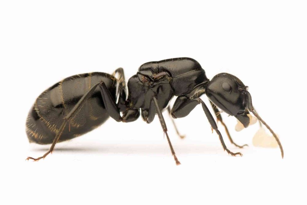 Колонія camponotus vagus, мурахи