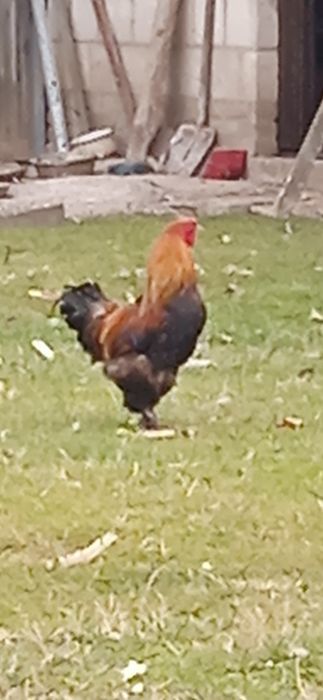 Kogut  Brahma olbrzymia