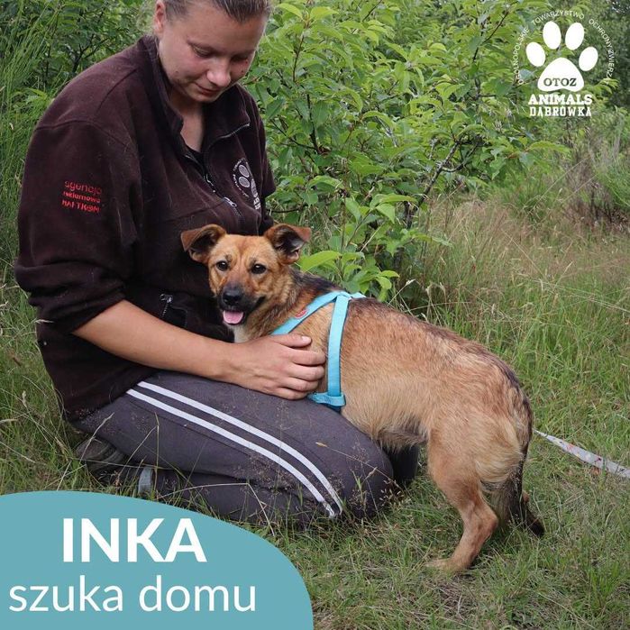 Inka szuka domu!