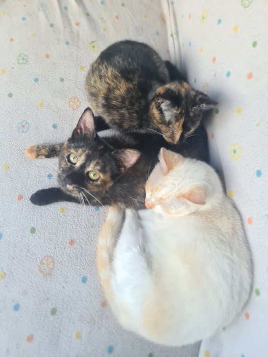 Gatinhos para adoção – 6 meses (adoção responsável)