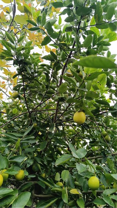 Vendo limas biologicas maravilhosas