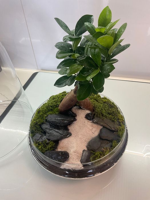 Terrario vidrio plantas naturais