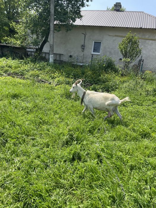 Продам козу, гарно доїться