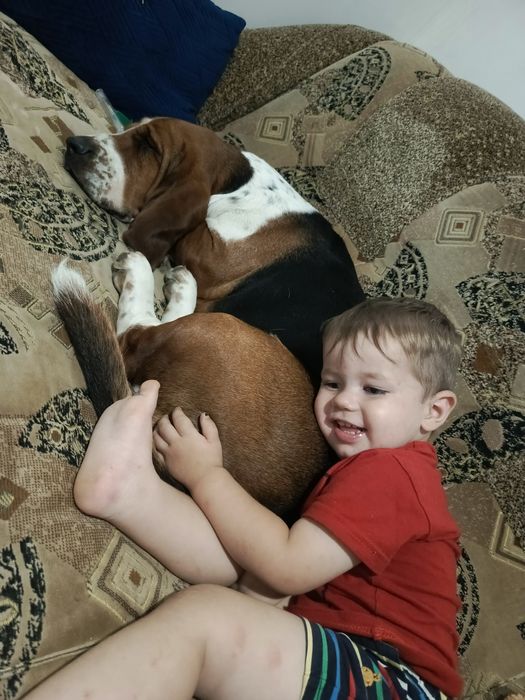 Перетримка тварин