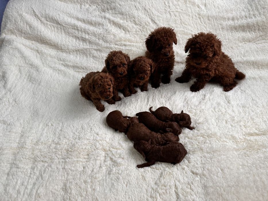 Супер яскраві дітки тойпуделя