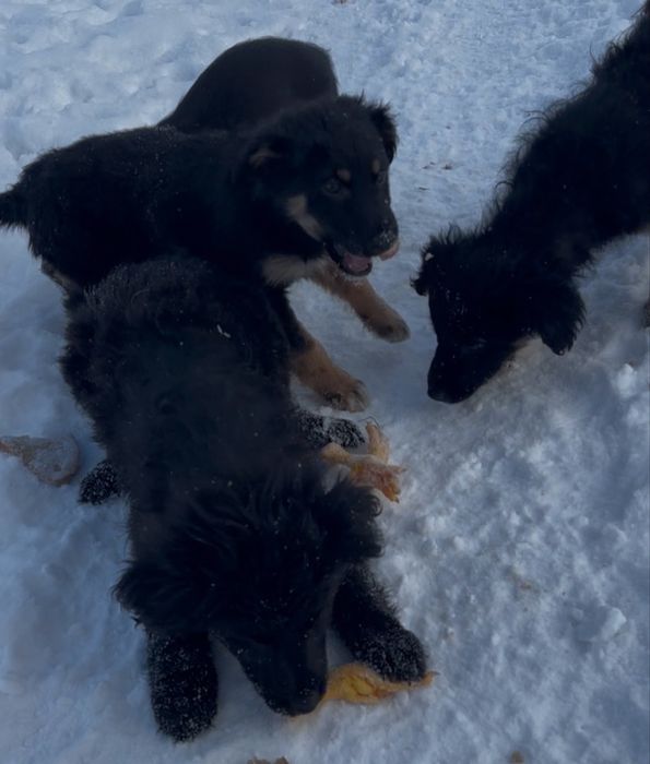 Щенятко в хороші руки