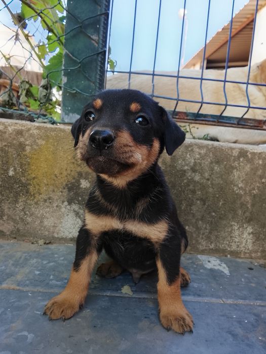 Cachorrinhos para adoção
