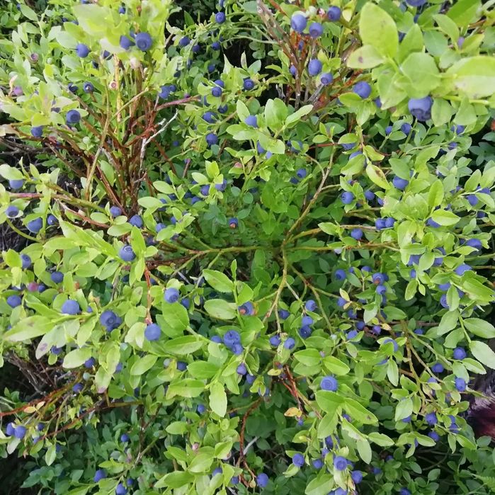 Чорниця сушена, карпатська (сушеная черника с Карпат),100 грам/240 грн