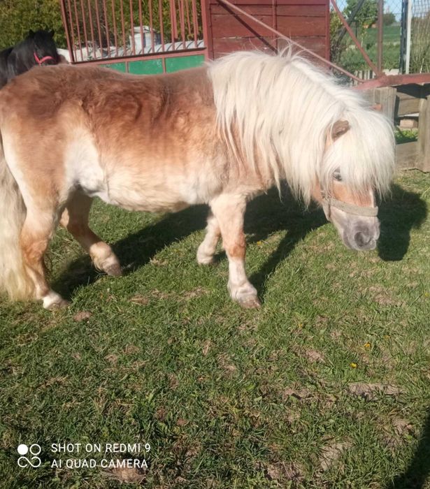 Kuce kucyki miniaturka