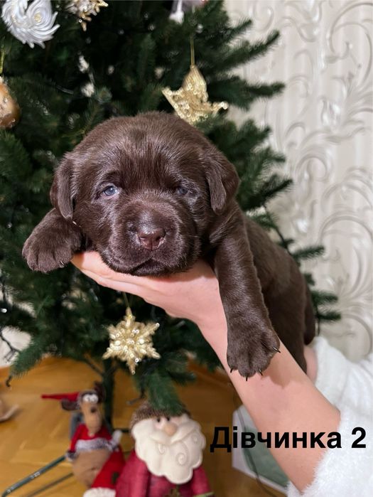 Цуценята лабрадор ретривер шоколад