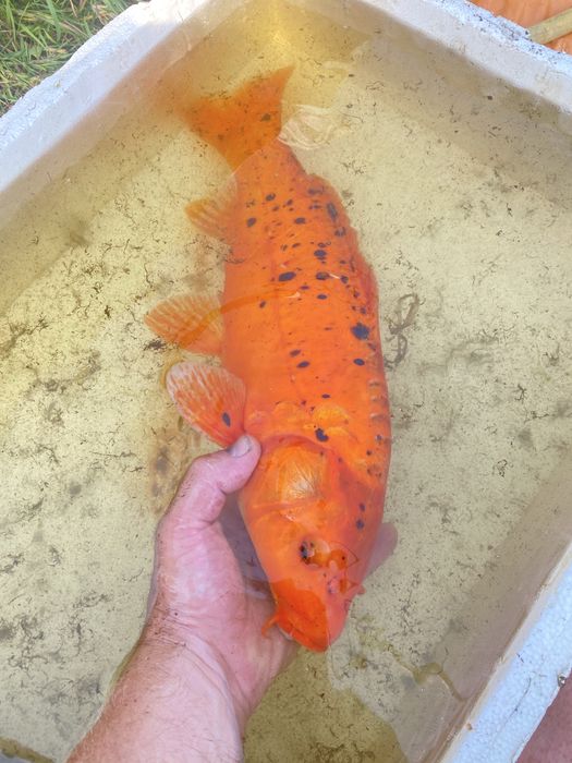 Karp EuroKoi selekt 48 cm hodowla