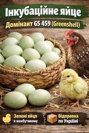Продам інкубаційне яйце Домінант 459 (зелене яйце).