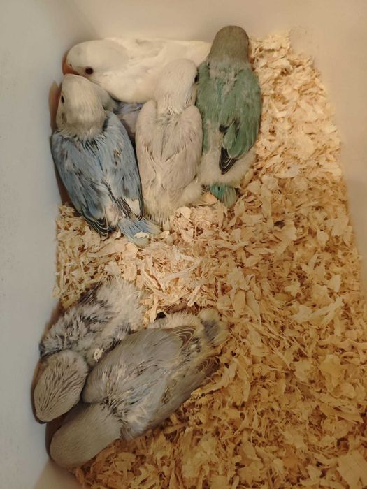 Roseicollis muito bonitos e meigos criados a mao