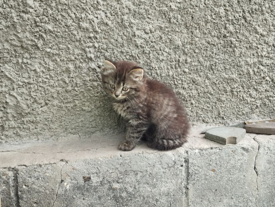 Котенята в добрі руки
