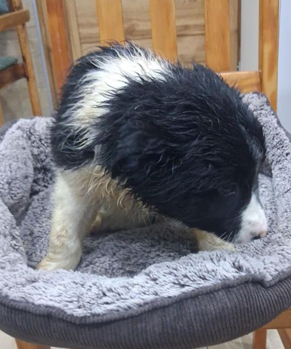Piesek Border Collie