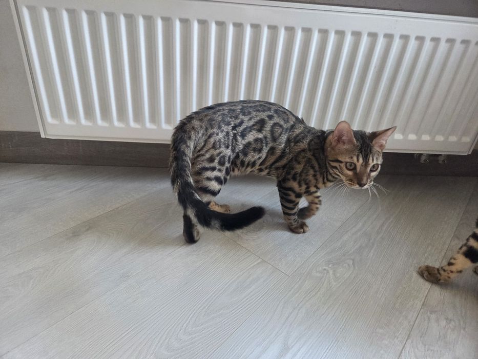 Бенгал хлопчик bengal