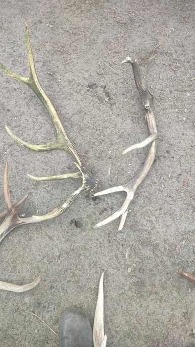 Роги "Оленя/Лося"