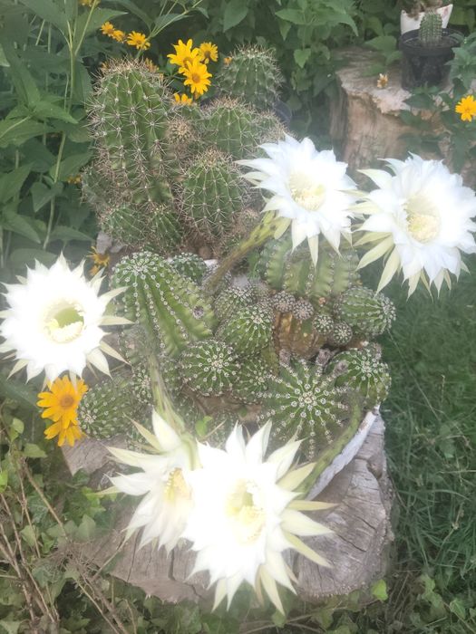 Kaktus kwitnacy na biało