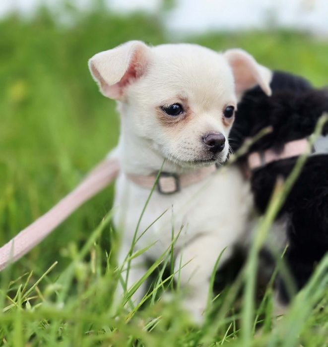 Śliczna suczka chihuahua