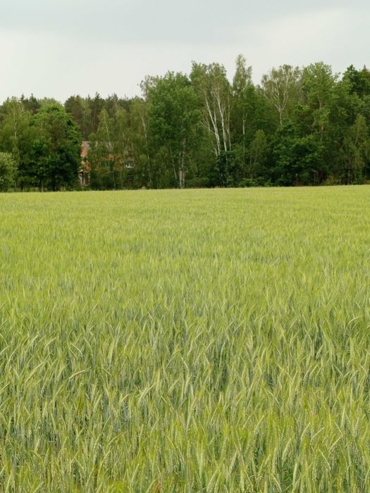 Działki na sprzedaż