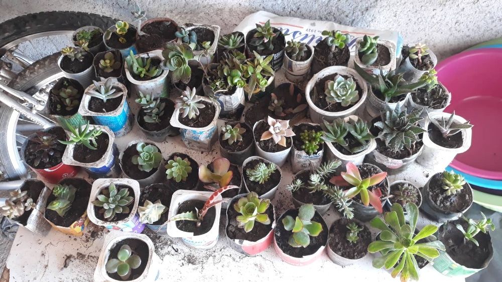 Cacti and succulents from €0.20/unit (77 different species)64738268083715122