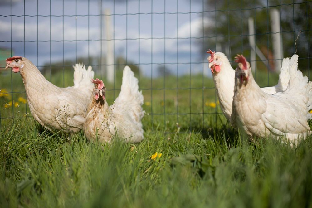 Kury nioski Tetra  na wybieg