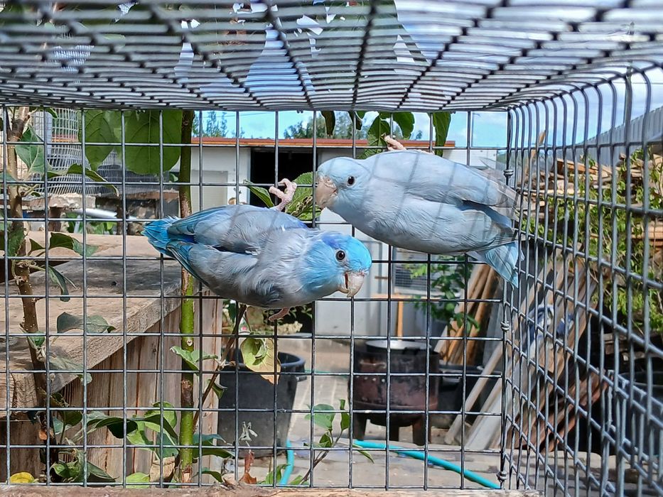 Casal de fopus azul