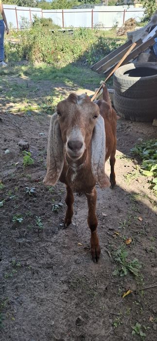 Англо-Нубійські кози