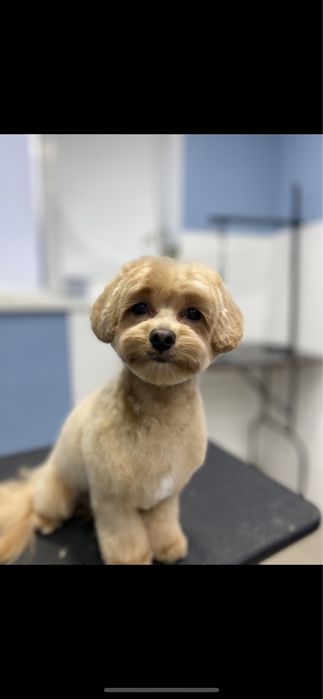 Грумер. Стрижка собак. Святопетрівське  Білогородка Боярка