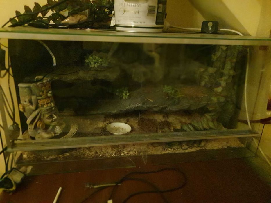 Terrarium 80x40x40 Całe wyposażenie terrarium w zestawie Bydgoszcz • OLX.pl