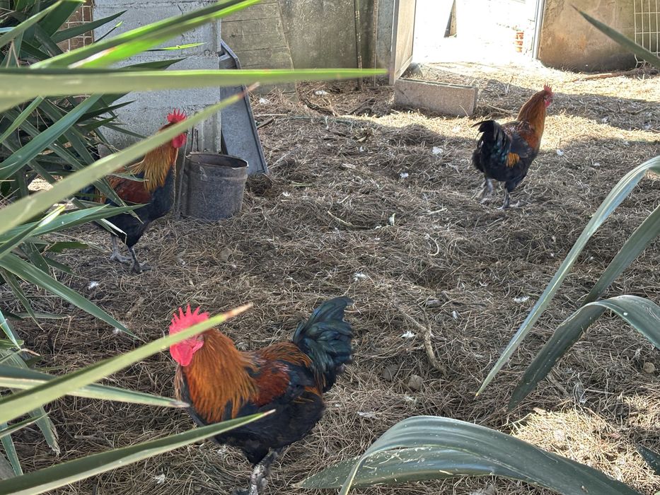 Ovos de galinhas raça marans