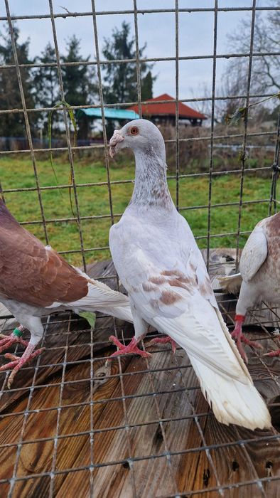 Gołębie staropolskie