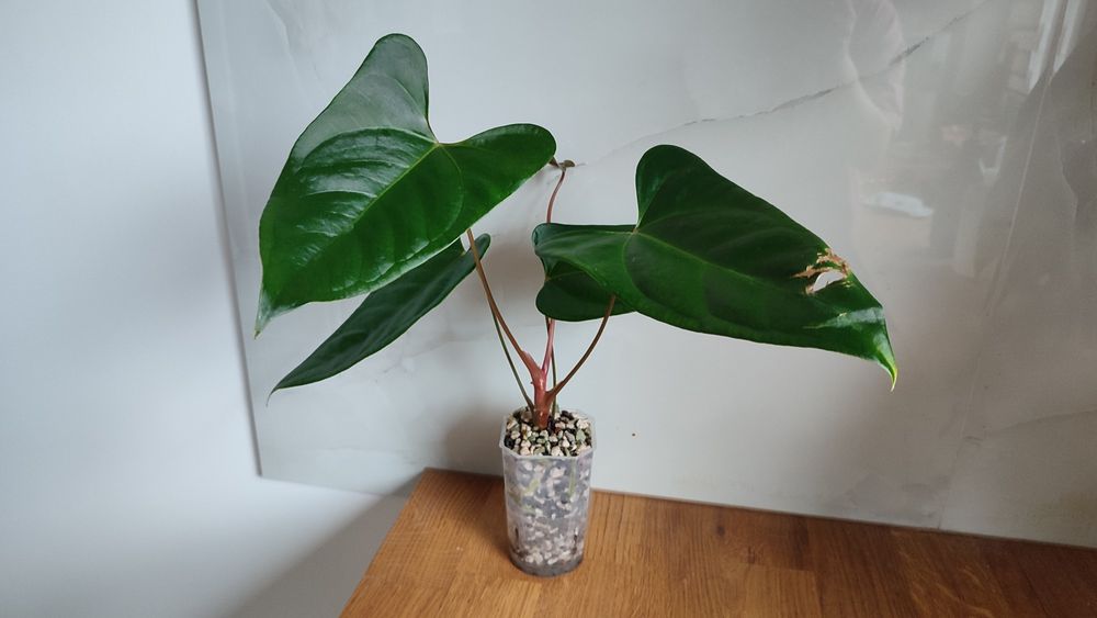 Anthurium portillae