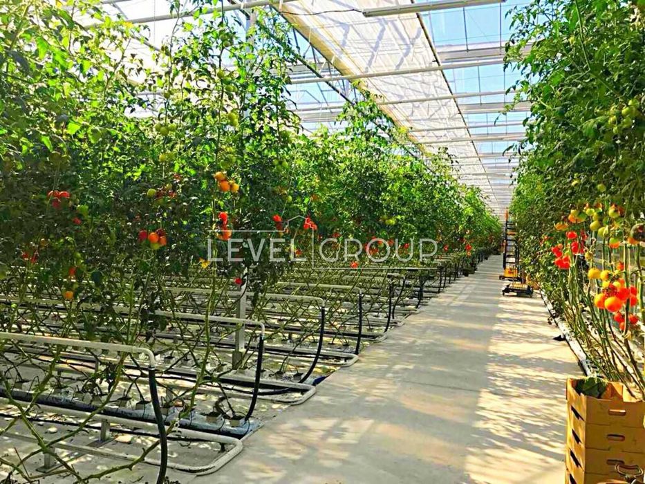 Продаж Сучасного Тепличного Комплексу та Бізнесу в Київській Області