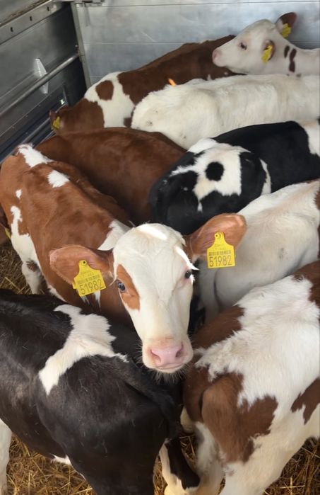 Sprzedam byki przewaga simental