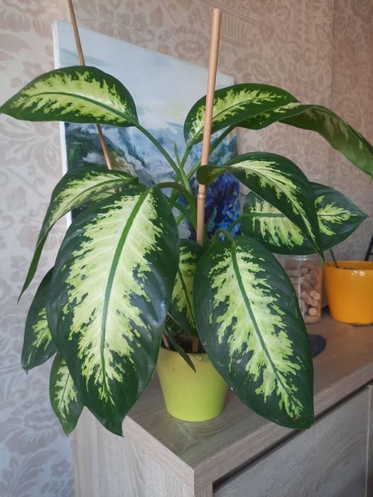 Замиакулькас, каланхое, алое, пальма монстера, диффи, орхидея