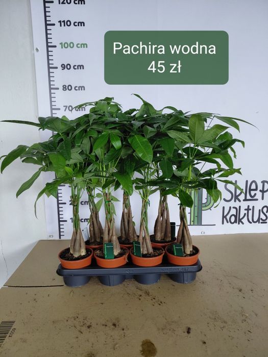Pachira aquatica, Pachira wodna 70cm WYSYŁKA