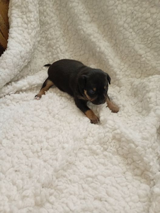 Той тер'єр!!!!!!