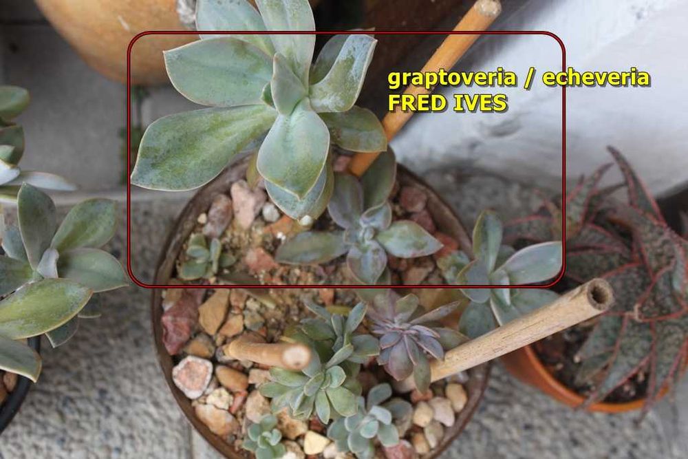 Eszeweria echveria fred ives odrosty o śr. ok. 3 cm cudna