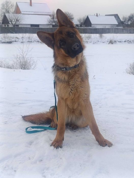 Підрощена сука німецької вівчарки