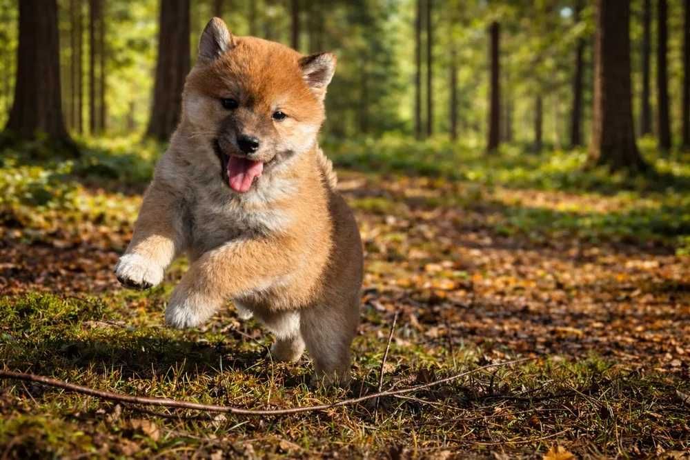 SHIBA INU disponível