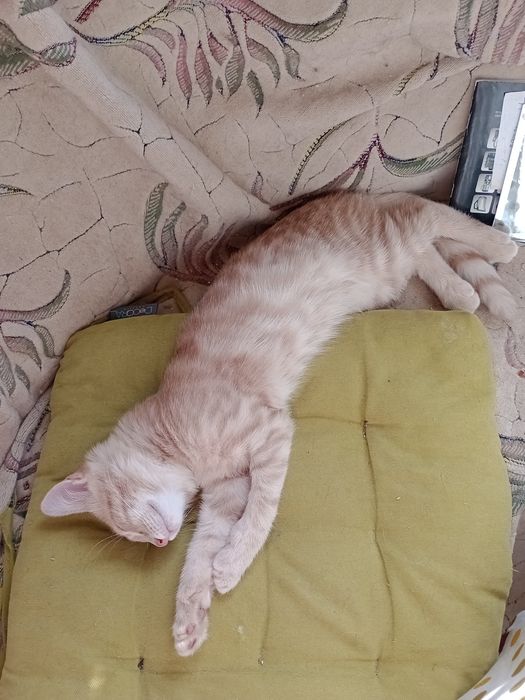 Кошенята домашні.