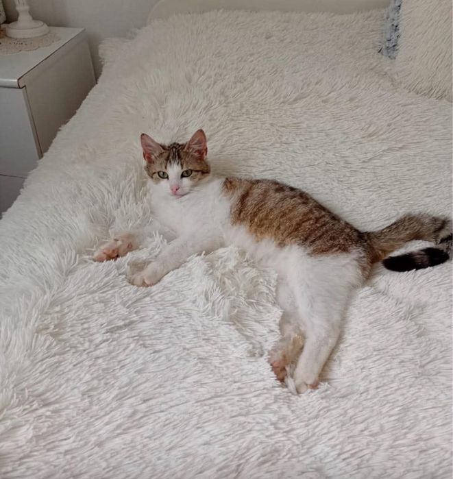 Leo - kocurek do adopcji!