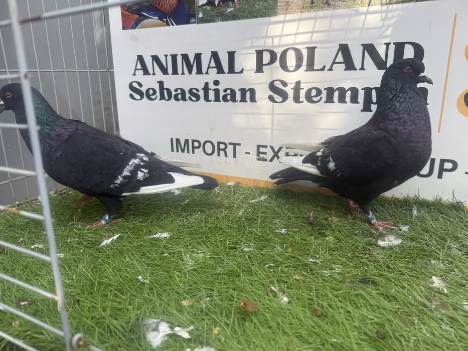 Gołębie. Ryś. Rysie. Możliwy transport