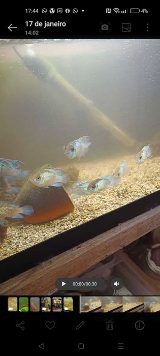 Ciclídeos acará pulcher blue electric