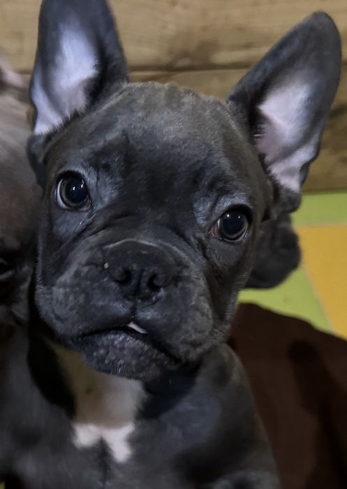 Французький бульдог