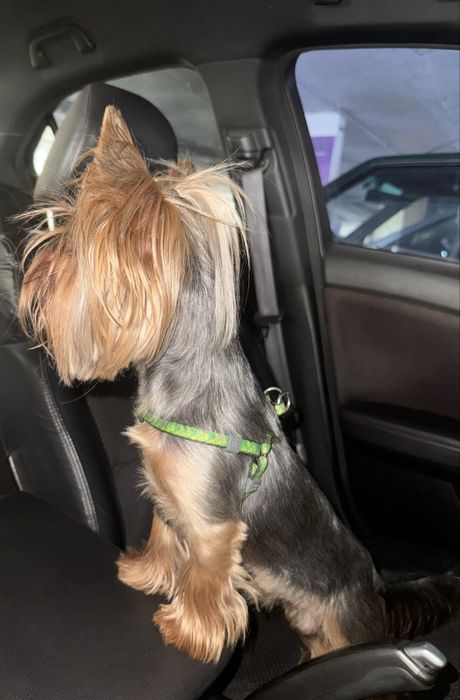 Вязка йорк стандарт