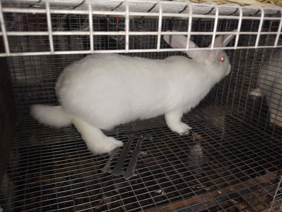 Продам ,недорого, кролики Панон .