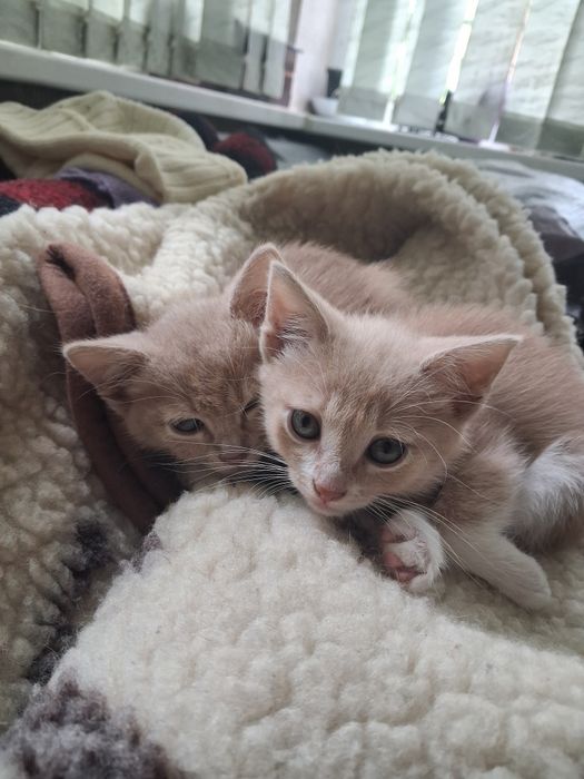 Перетримка котиків, невеликих собачок