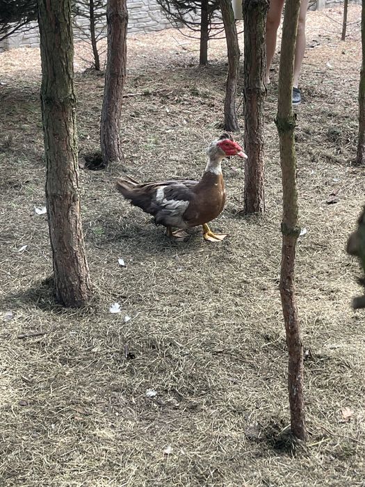 Sprzedam kaczki i kaczory francuskie